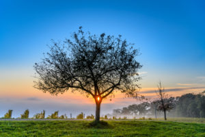 Deutschland, Baden-Württemberg, Bodensee, Meersburg, Weinberg mit Apfelbaum nahe Meersburg, Blick vom Höhenweg nahe Wetterkreuz Deutschland, Baden-Württemberg, Bodensee, Meersburg, Weinberg mit Apfelbaum nahe Meersburg, Blick vom Höhenweg nahe Wetterkreuz